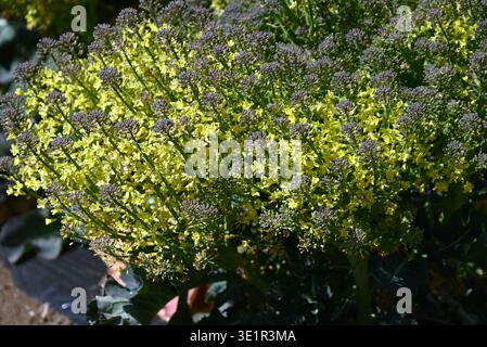 Fiori di broccoli. Ortaggi delle Brassicaceae. I broccoli sono una verdura verde e gialla sana ricca di vitamine e carotene. Foto Stock