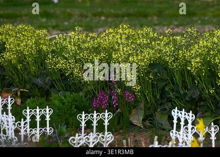 Fiori di broccoli. Ortaggi delle Brassicaceae. I broccoli sono una verdura verde e gialla sana ricca di vitamine e carotene. Foto Stock
