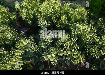Fiori di broccoli. Ortaggi delle Brassicaceae. I broccoli sono una verdura verde e gialla sana ricca di vitamine e carotene. Foto Stock