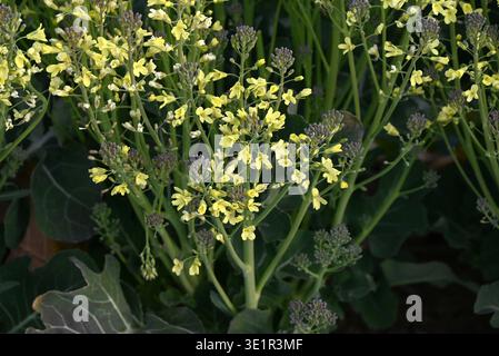Fiori di broccoli. Ortaggi delle Brassicaceae. I broccoli sono una verdura verde e gialla sana ricca di vitamine e carotene. Foto Stock