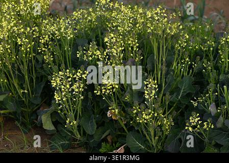 Fiori di broccoli. Ortaggi delle Brassicaceae. I broccoli sono una verdura verde e gialla sana ricca di vitamine e carotene. Foto Stock