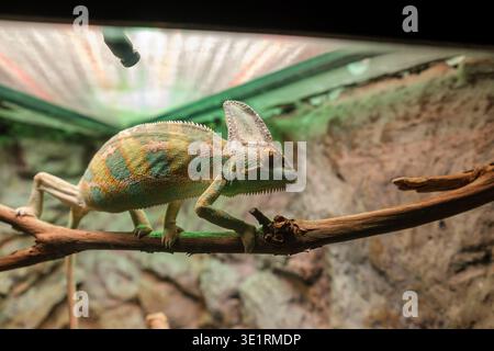 Camaleonte colorato arroccato su un ramo all'interno di un terrario con sfondo di roccia naturale e illuminazione artificiale sopra Foto Stock