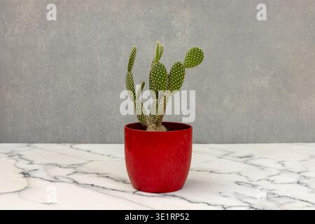Cactus White Bunny Ear in Red Pot Minimal indoor succulento Foto Stock