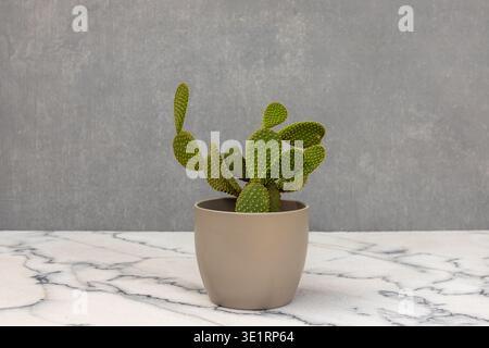 Cactus Yellow Bunny Ear in vaso di ceramica Foto Stock