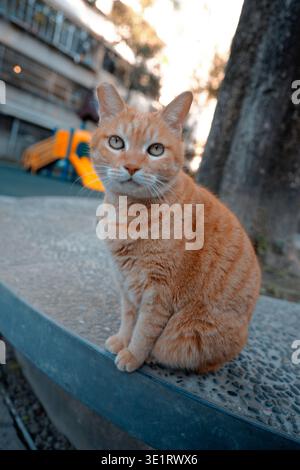 Un gatto randagio di un tabby arancione neutro siede in allarme su una panchina del parco, con un colorato scivolo e edifici urbani delicatamente sfocati sullo sfondo. Foto Stock