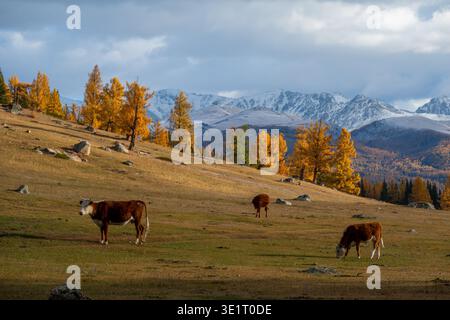 Mucche che pascolano su pascoli dorati in autunno, larici che brillano, montagne innevate sotto il cielo lunare. Foto Stock