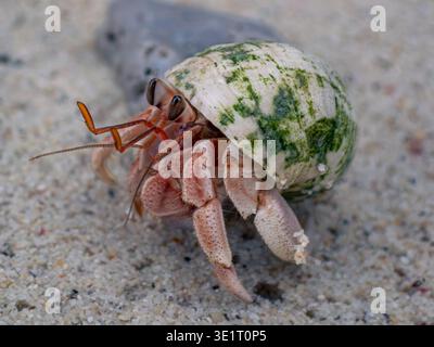 Primo piano di granchi eremiti con conchiglie verdastre sulla spiaggia sabbiosa di Raja Ampat, Indonesia, che mostra occhi, antenne e gambe dettagliati. Foto Stock