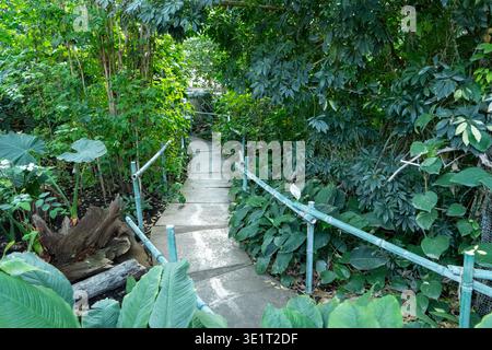 Natura percorso nella giungla. Foglie di Monstera verde rigogliose piantate in giardino Foto Stock
