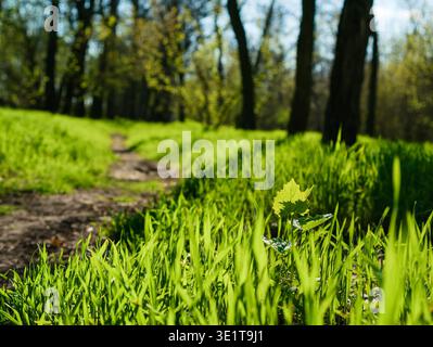 Vivace erba verde di Poaceae sulle colline in un bosco primaverile, stretto sentiero che conduce attraverso alberi baciati dal sole con boccioli freschi, splendido parco naturale Foto Stock