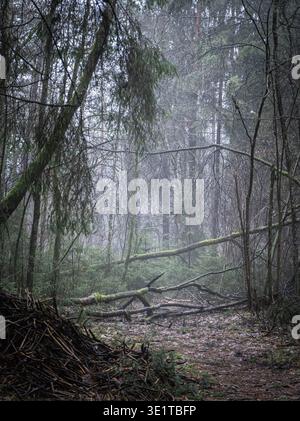 Sentiero della foresta di Foggy con rami caduti in un bosco nebbioso Foto Stock