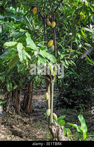 Frutto dell'albero di cacao, vecchio ceppo con germogli e cialde giovani, Emerald Farm, Soufriere, Santa Lucia Foto Stock