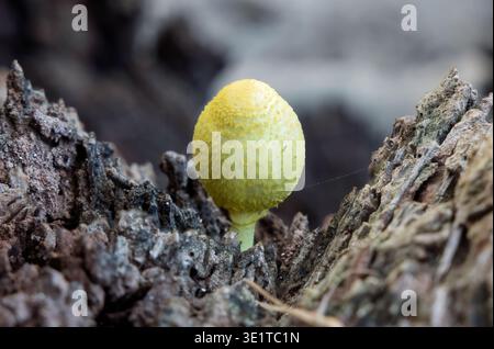 Plantpot dapperling, leucocoprinus birnbaumii, crescono su ceppo di cocco morto, Petite Anse, Grenada Foto Stock