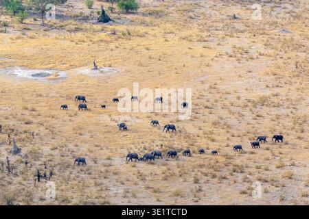 Un'antenna di una mandria di elefanti africani che si muovono attraverso una prateria asciutta e aperta nel delta dell'Okavango, Botswana Foto Stock