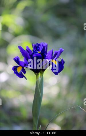 Iris hollandica olandese in fiore nel giardino primaverile Foto Stock
