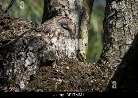 Gufo di Tawny (Strix aluco) che sbuca dal suo buco nel tronco dell'albero, Italia Foto Stock