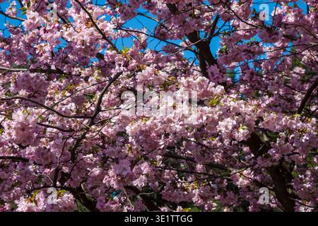 La cornice è ricoperta da fitti ammassi di fiori di ciliegio rosa tenue con petali arricciati. I rami scuri si intrecciano attraverso i fiori mentre gli aghi sempreverdi e il br Foto Stock