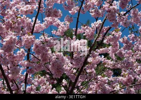 La cornice è ricoperta da fitti ammassi di fiori di ciliegio rosa tenue con petali arricciati. I rami scuri si intrecciano attraverso i fiori mentre gli aghi sempreverdi e il br Foto Stock