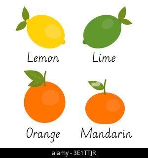 Raccolta di agrumi isolata su sfondo bianco Illustrazione Vettoriale