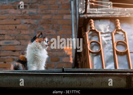 Un gatto calico soffice con spiccate macchie di pelliccia bianca, arancione e nera osserva i dintorni da una grondaia del balcone intemprata Foto Stock