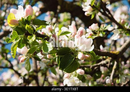 Le mele fioriscono in primavera con boccioli rosa tenui e fiori bianchi puri. La luce del sole illumina petali traslucidi e agai seghettati di foglie giovani Foto Stock