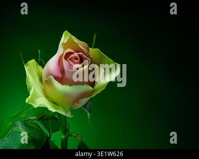 rosa su sfondo sfumato in verde, vista frontale Foto Stock