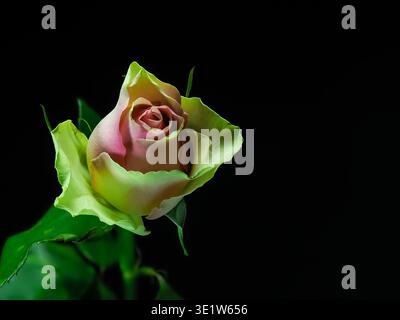 rosa su sfondo nero, vista ravvicinata Foto Stock