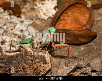 Macro di giganti manti asiatiche (Hierodula majuscula) appollaiati sulla corteccia, mostrando gambe raptoriali e vivide colorazioni verdi. Foto Stock