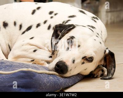Ritratto del cane dalmata (Canis lupus familiaris) che riposa all'interno su un cuscino, mostrando una postura rilassata e il caratteristico cappotto macchiato. Foto Stock