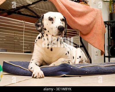 Ritratto del cane dalmata (Canis lupus familiaris) che riposa sul cuscino in interni, mostrando una postura allerta e il caratteristico cappotto macchiato. Foto Stock