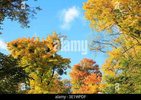 Guardando in alto attraverso un baldacchino di alberi che mostra uno spettro di colori autunnali, dal giallo brillante all'arancione ardente, sotto un cielo sereno Foto Stock