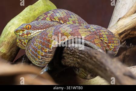 Vista ravvicinata del bellissimo Pitviper (Trimeresurus venustus) Foto Stock