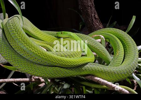 Vista ravvicinata di un Mamba verde orientale (Dendroaspis angusticeps) Foto Stock