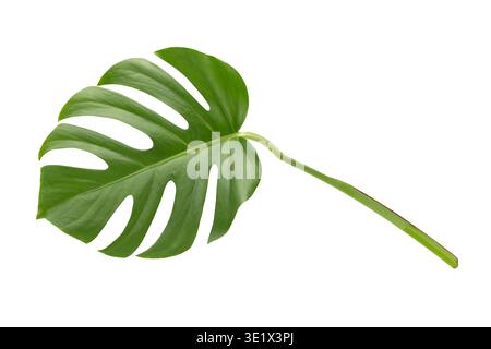 Foglia verde di monstera fresca isolata su sfondo bianco. Foto Stock