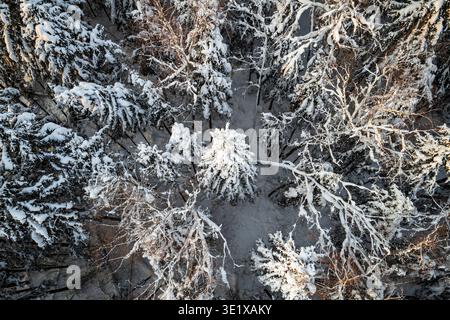 Vista aerea di un incontaminato paese delle meraviglie invernali. Alberi carichi di neve e immersi nella luce soffusa del sole della sera creano dall'alto una tranquilla foresta ghiacciata. Un tr Foto Stock