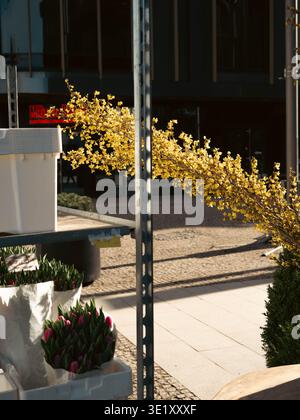 Cespuglio di Forsythia che fiorisce di giallo accanto ai mazzi di tulipani in una bancarella di fiori nel distretto di Rotterdam, Tallinn, primavera Foto Stock