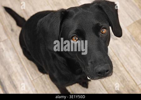 Uno scatto professionale in interni da una prospettiva ad alto angolo, che cattura un cane nero che guarda direttamente verso la fotocamera. La nitidezza del caldo color ambra Foto Stock