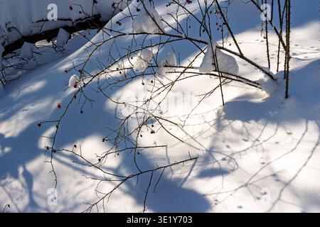 Rami di rosehip ghiacciato, carichi di una coperta di neve fresca e di vivaci bacche rosse, proiettano intricate ombre sullo scintillante terreno bianco sotto il fresco wi-fi Foto Stock