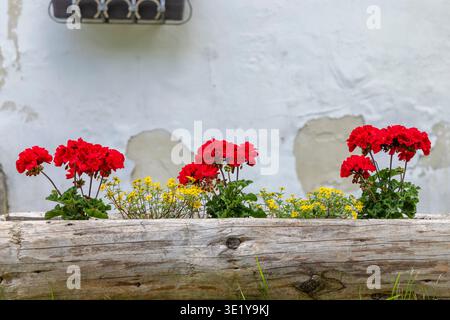 Gerani rossi e fiori gialli fioriscono in una piantatrice rustica di legno contro un'antica parete bianca Foto Stock