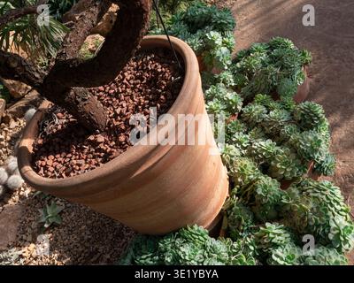 SUCCULENTA SEMPERVIVUM in pentole di terracotta intorno a un cactus in vaso a Wisley Glasshouse nel Surrey Regno Unito Foto Stock