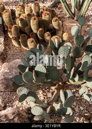 OPUNTIA microdasys orecchie conigliette dal sapore marrone cactus cactus Cactaceae con PARODIA leninghausii cactus dietro Surrey UK Foto Stock