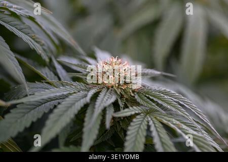 Pianta di canapa CBD nelle prime fasi di fioritura, primo piano del bocciolo di cannabis con luce naturale soffusa, Oregon, USA Foto Stock