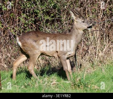 A Roe Deer Doe (Capreolus capreolus) nel Cotswold Hills Gloucestershire UK Foto Stock