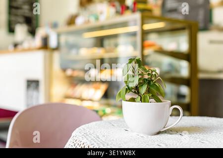 Intimo caffè interno con piccola pianta verde in tazza bianca sul tavolo. Soffice sfondo sfocato con display per pasticceria. Moderna atmosfera da caffetteria, minimale Foto Stock