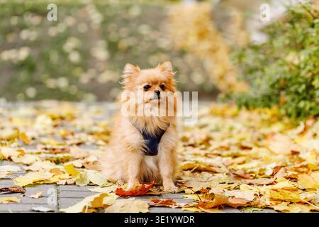 Bel cane piccolo Spitz della Pomerania che cammina nel parco autunnale con fiori su sfondo giallo della natura con sfondo giallo bokeh Foto Stock