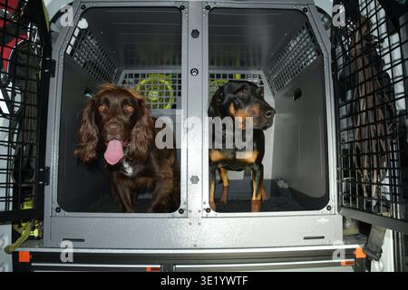Lo spaniel marrone e il cane nero e marrone seduti in gabbie separate per il trasporto di animali domestici all'interno del retro di un veicolo. Foto Stock