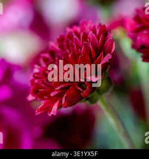 Crisantemo rosso brillante in primo piano macro. I petali a strati mostrano una texture delicata. Il morbido sfondo floreale crea un bokeh da sogno. Foto Stock