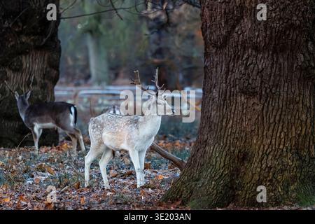 I daini (Dama dama) si trovano nel bosco ghiacciato di Richmond Park, Richmond upon Thames, Greater London, Inghilterra, in inverno Foto Stock