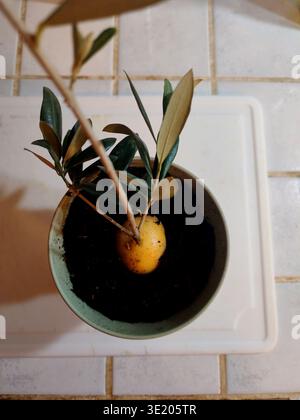 Il modo di riproduzione dell'olivo dal piccolo gambi con l'aiuto della patata Foto Stock