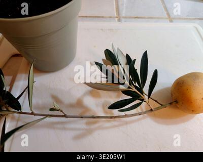 Il modo di riproduzione dell'olivo dal piccolo gambi con l'aiuto della patata Foto Stock