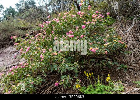 Fiori di Lantana rosa e giallo fioriscono su un cespuglio verde che cresce lungo un'aspra collina a Cartagena, Spagna, accompagnati da piccoli fiori selvatici gialli. Foto Stock